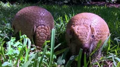 The Wildlife Docs Season 2 Episode 11