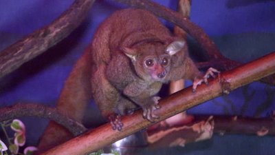 The Wildlife Docs Season 2 Episode 10