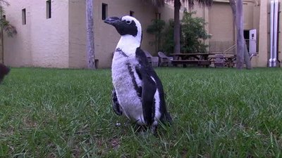 The Wildlife Docs Season 2 Episode 8