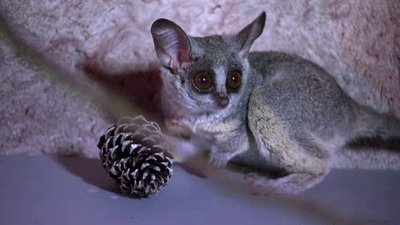 The Wildlife Docs Season 2 Episode 7