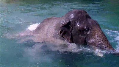 The Wildlife Docs Season 2 Episode 20