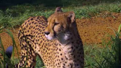 The Wildlife Docs Season 2 Episode 21