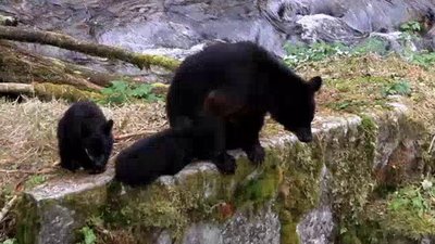 The Wildlife Docs Season 2 Episode 26