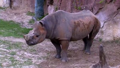 The Wildlife Docs Season 2 Episode 24