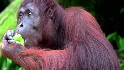 The Wildlife Docs Season 2 Episode 23