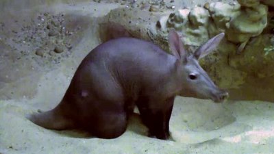 The Wildlife Docs Season 2 Episode 22