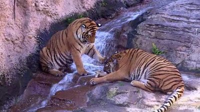 The Wildlife Docs Season 2 Episode 19