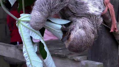 The Wildlife Docs Season 2 Episode 17