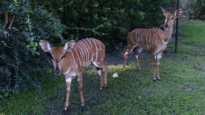 The Wildlife Docs Season 2 Episode 16