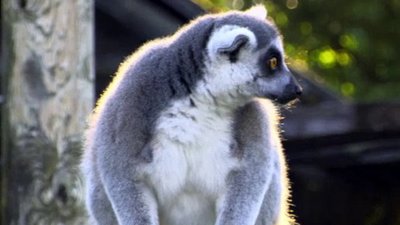 The Wildlife Docs Season 2 Episode 6