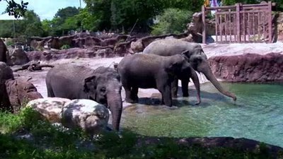 The Wildlife Docs Season 3 Episode 13