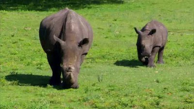 The Wildlife Docs Season 3 Episode 14