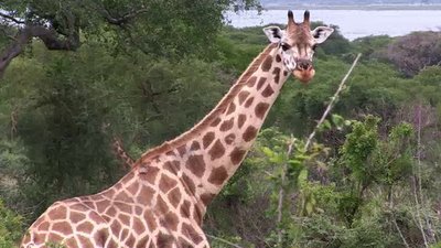 The Wildlife Docs Season 3 Episode 17