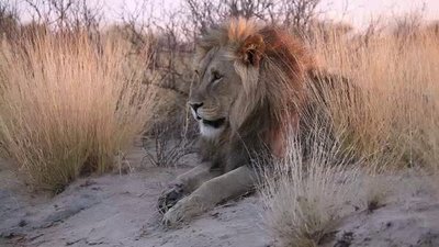 The Wildlife Docs Season 3 Episode 18