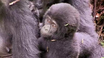 The Wildlife Docs Season 3 Episode 19