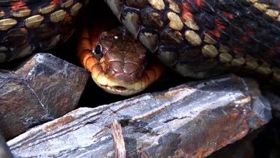 The Wildlife Docs Season 3 Episode 20