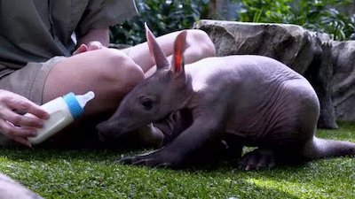 The Wildlife Docs Season 3 Episode 21