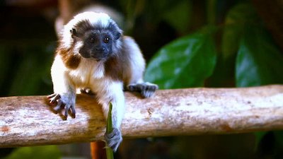 The Wildlife Docs Season 3 Episode 22