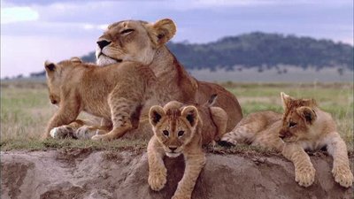 The Wildlife Docs Season 3 Episode 24