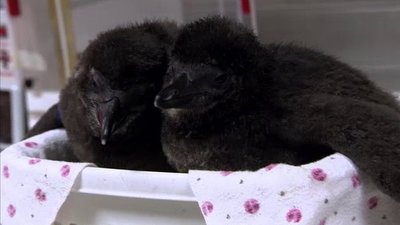 The Wildlife Docs Season 3 Episode 25