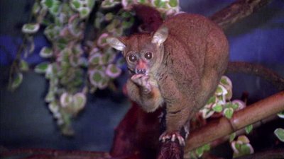 The Wildlife Docs Season 3 Episode 26