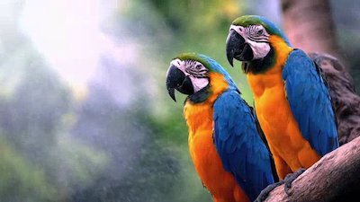 The Wildlife Docs Season 4 Episode 1