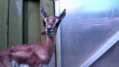 The Wildlife Docs Season 4 Episode 2