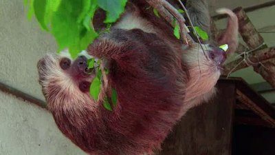 The Wildlife Docs Season 4 Episode 3