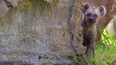 The Wildlife Docs Season 4 Episode 4