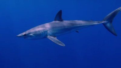 The Wildlife Docs Season 4 Episode 5