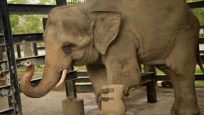 The Wildlife Docs Season 4 Episode 6