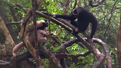 The Wildlife Docs Season 4 Episode 7