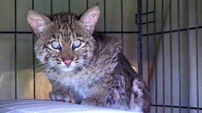 The Wildlife Docs Season 4 Episode 10