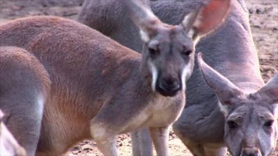 The Wildlife Docs Season 4 Episode 11