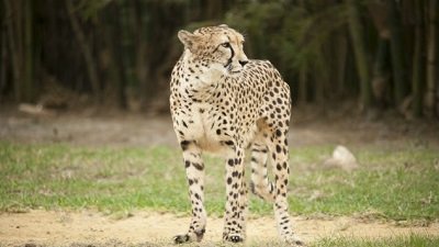 The Wildlife Docs Season 4 Episode 12