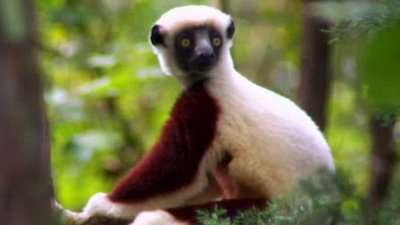 The Wildlife Docs Season 4 Episode 13