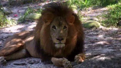 The Wildlife Docs Season 4 Episode 14