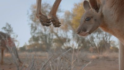 Kangaroo Dundee Season 1 Episode 1