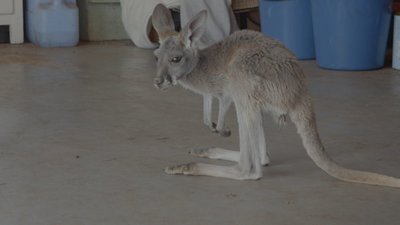 Kangaroo Dundee Season 1 Episode 2