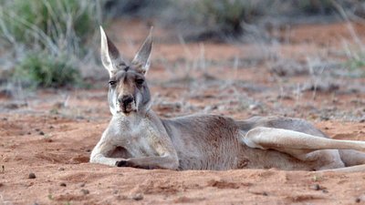 Kangaroo Dundee Season 1 Episode 3