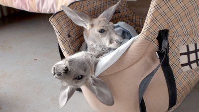 Kangaroo Dundee Season 1 Episode 5