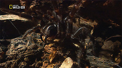 72 Dangerous Animals: Australia Season 1 Episode 2