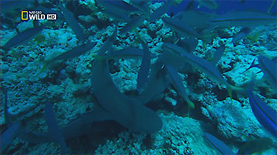 72 Dangerous Animals: Australia Season 1 Episode 4