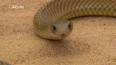 72 Dangerous Animals: Australia Season 1 Episode 5