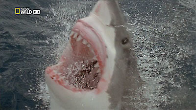 72 Dangerous Animals: Australia Season 1 Episode 6