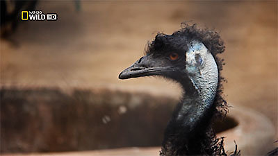 72 Dangerous Animals: Australia Season 1 Episode 8