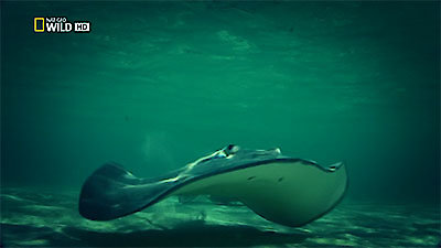 72 Dangerous Animals: Australia Season 1 Episode 9