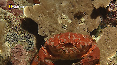 72 Dangerous Animals: Australia Season 1 Episode 10