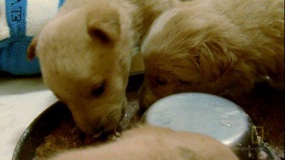 DogTown Season 2 Episode 3