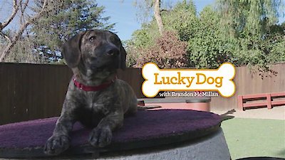 Lucky Dog Season 4 Episode 19